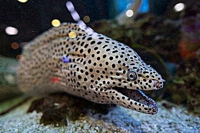 《光环：无限》多人模式将提前公布预览细节