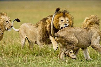 东方二创游戏《幻想女武神》正式版确定10月18日发售 添加日语全语音